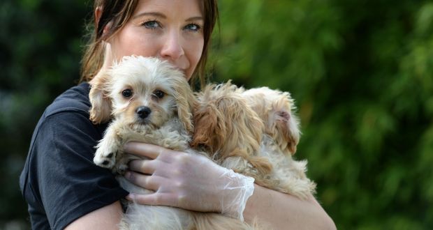 There have been repeated calls for a crackdown on ‘puppy farms’ and unscrupulous dog breeding establishments, the Dáil heard on Wednesday. Photographed is Natasha Eames from DSPCA with some Cavachon puppies rescued from a car at Dublin Port in 2016. File photograph: Dara Mac Dónaill
