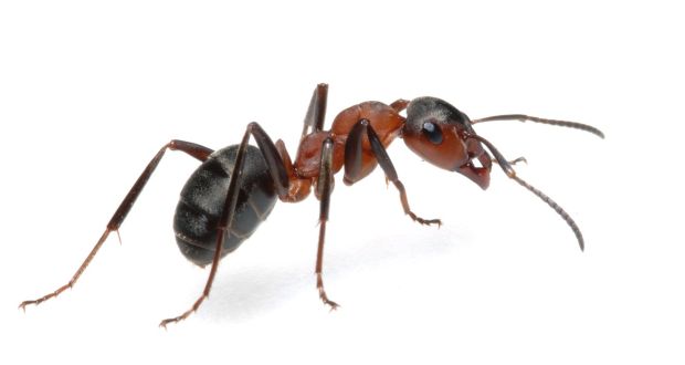 Animals that pass the mirror test have large brains relative to body size and have higher levels of empathy and social awareness. You might wonder about ants passing the test, but the brains of some ant species constitutes 15 per cent of body mass