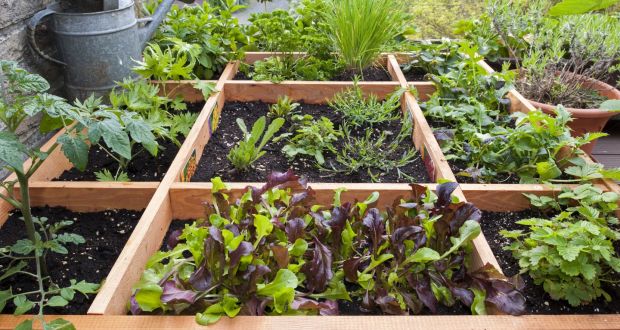 How To Grow Herbs And Keep Them Happy