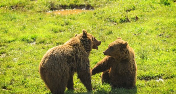 In the principality of Asturias more than half the land is protected, as are the bears