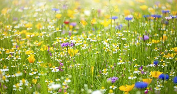 Your lawn is already a wildflower meadow waiting to burst forth. Photograph: Jacky Parker/Moment/Getty