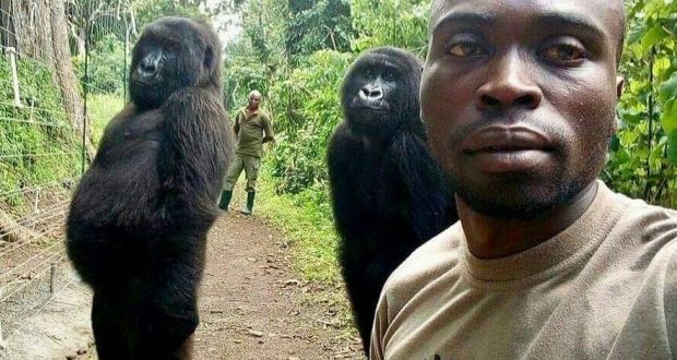 Gorilla Selfie Park Ranger Explains How He Took Viral Photo