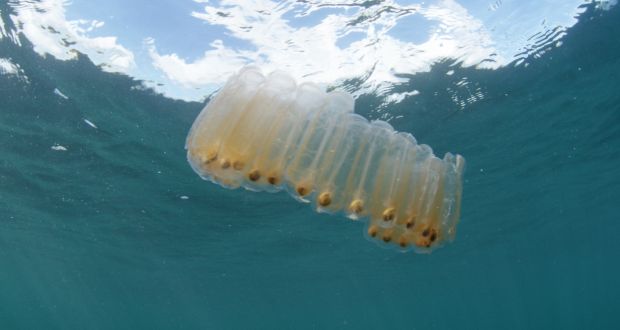 A salp which is a jellyfish-like species known as zooplankton that brings carbon dioxide to the ocean floor where it is stored. Photograph: Ken O’Sullivan/Sea Fever Productions