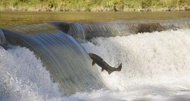 Marine survival peaked in or around 1986, with approximately 31 of every 100 salmon which set out on the perilous journey from an Irish river to the Atlantic. File photograph: Getty