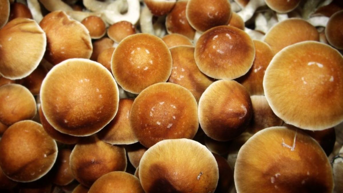 Do psychedelic mushrooms show up on a drug test