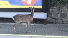 The deer was pictured on the southbound platform in Glenageary train station on Friday morning by Ronan O’Keeffe who posted it on Twitter saying it looked “very disoriented”. Photograph:   Ronan O’Keeffe.