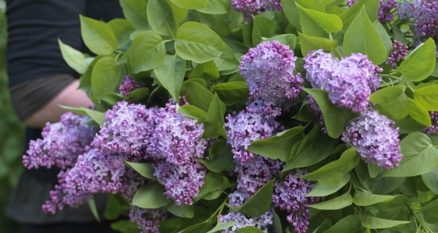 For centuries, lilac has been prized as a cut-flower. Photograph: Richard Johnston