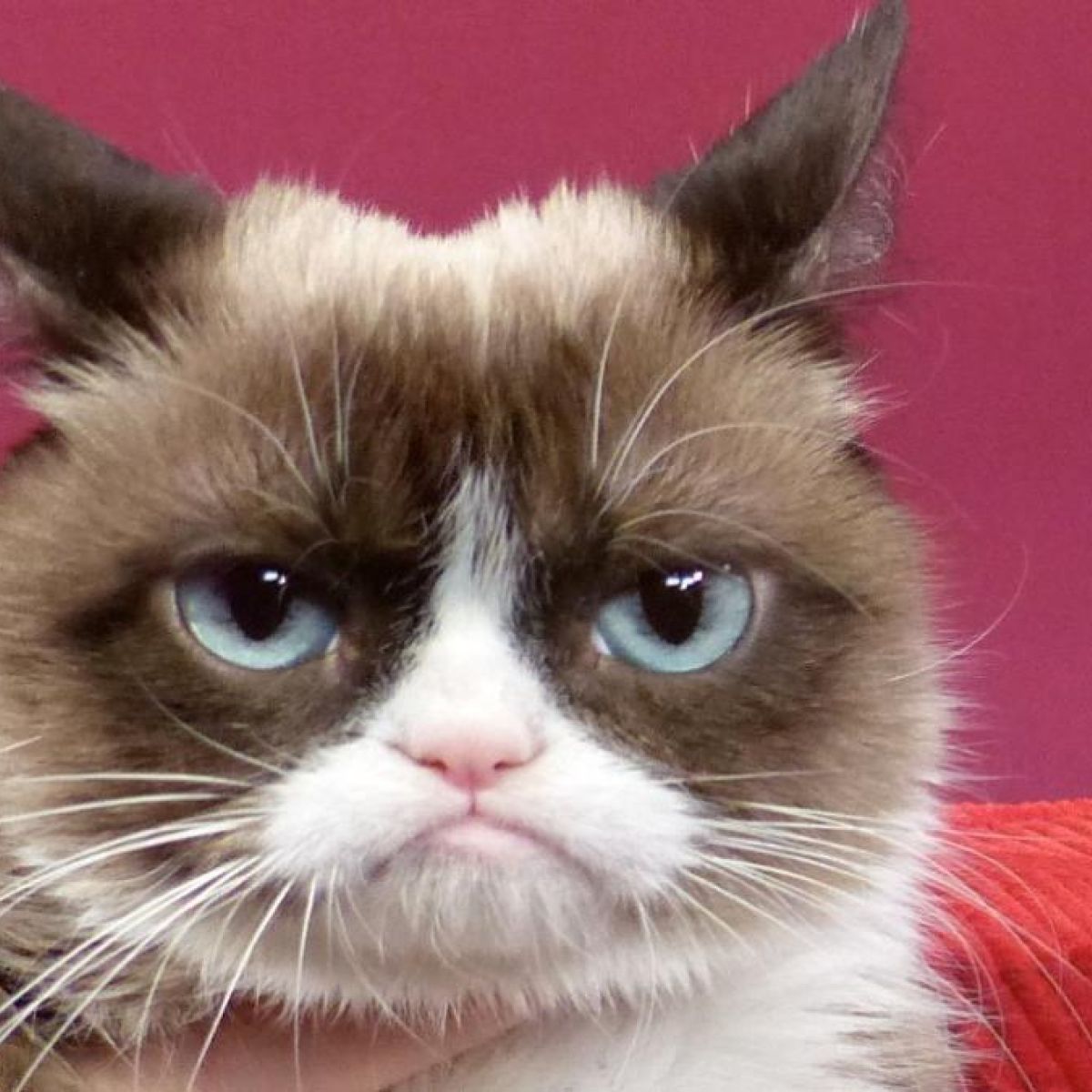 Grumpy Cat Internet Celebrity Dies In The Arms Of Her Mommy