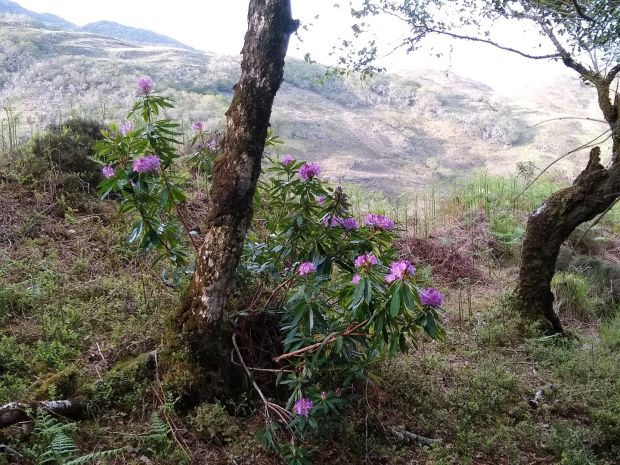 Rhododendron flowering last week in Eamonn’s Wood, in Killarney National Park. This wood had been cleared by Groundwork. Photograph: Bill Quirke/Groundwork
