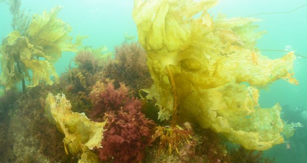Golden kelp Laminaria ochroleuca. Photograph: Seasearch Ireland