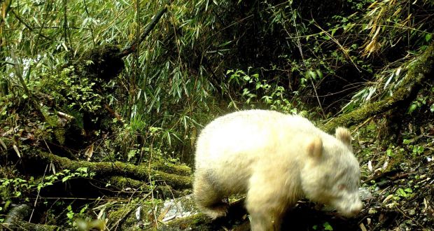 A handout image provided by the Wolong National Nature Reserve shows a rare all-white giant panda in the Wolong National Nature Reserve in Wenchuan County, China. Photograph: Wolong National Nature Reserve via The New York Times