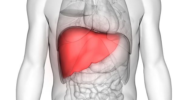 The liver has  more than 500 functions and is the only organ  that can regenerate itself. Photograph: Getty Images/iStockphoto