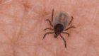 How do you get rid of ticks? Photograph: iStock/Getty