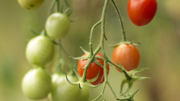 Keep tomatoes regularly watered and once the trusses of tiny tomatoes start to appear, give plants an organic a liquid feed every 10-14 days. Photograph: Richard Johnston