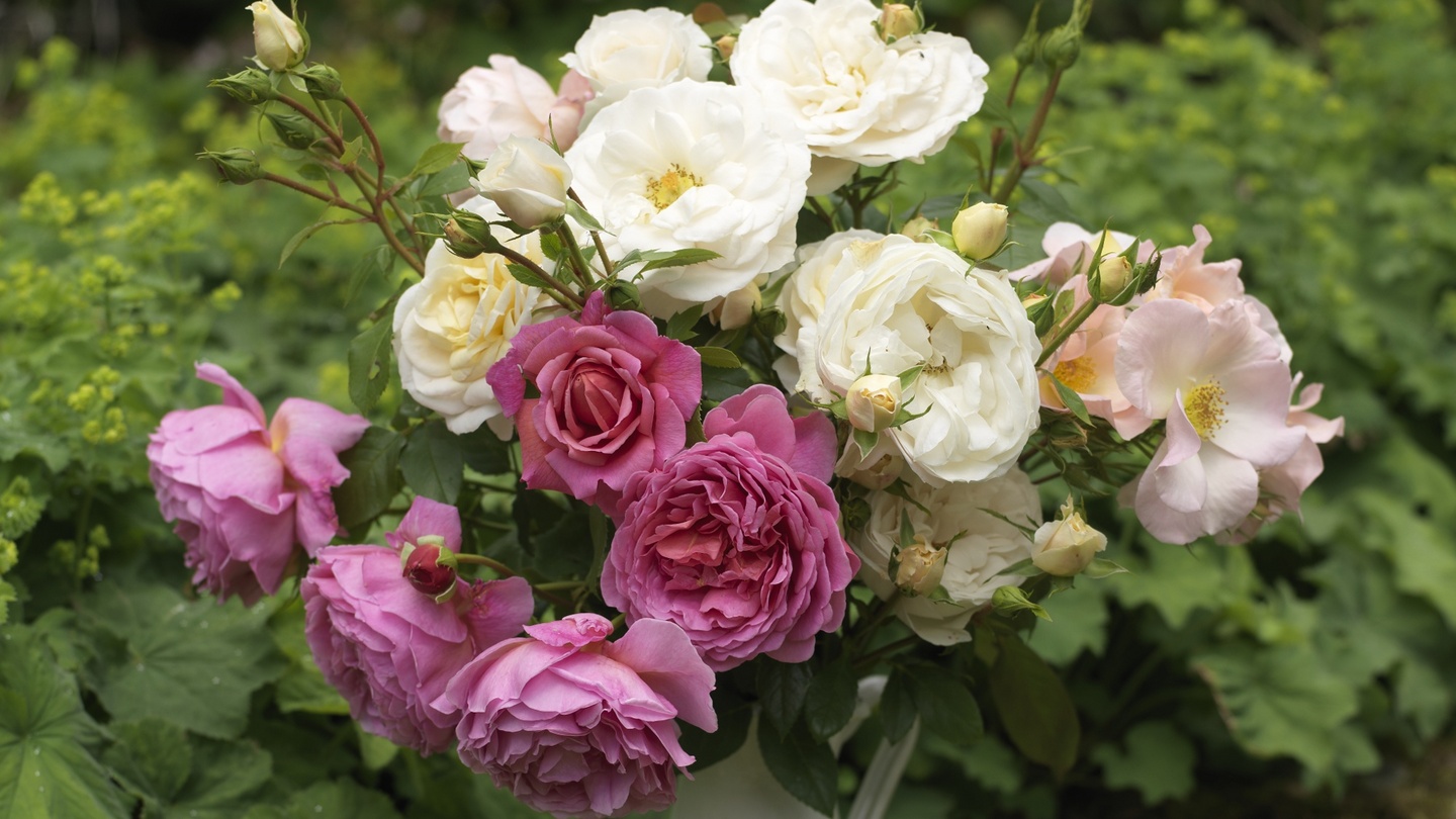 gowlers plants For Your Eyes Only Floribunda Rose Bush Bare Root Rose of the Year 2015