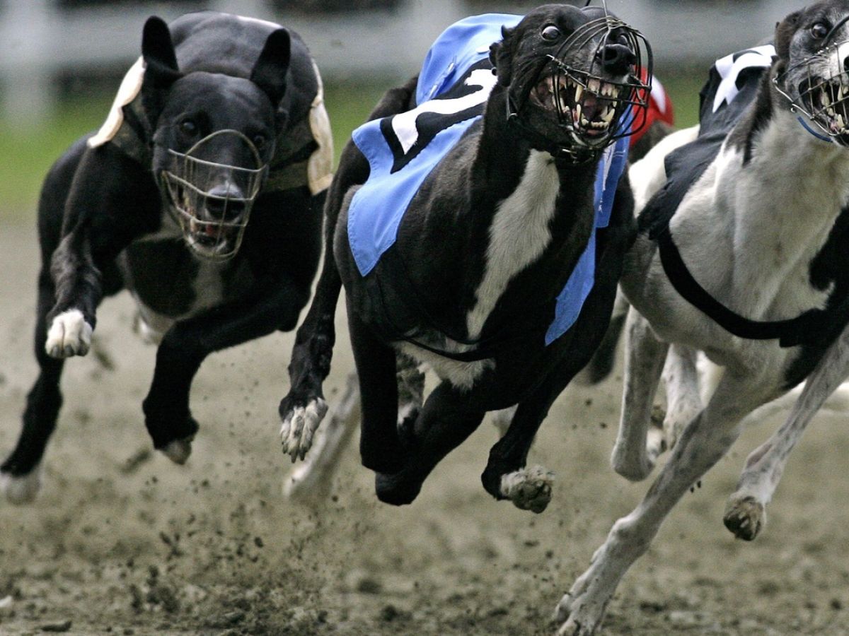 how fast do greyhounds run in a race