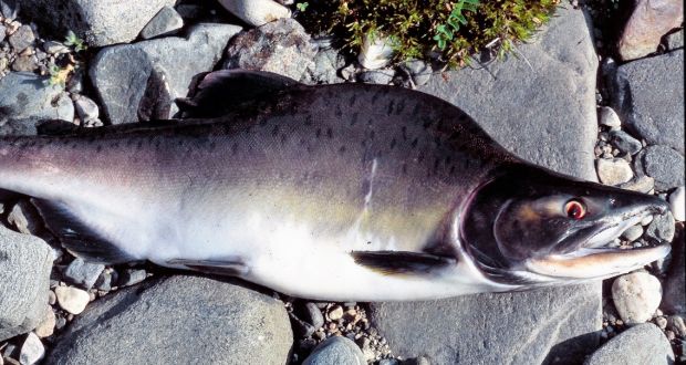 Mature male pink salmon with characteristic humpback and spotted tail. Photograph: Eva Thorstad