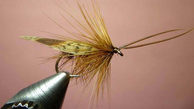 The Red Sedge is a good all round pattern and tied in bigger sizes is a fitting imitation for the Murrough Sedge.