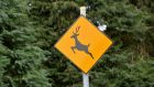 Caution: garden eating deers about. Photograph: Alan Betson , 