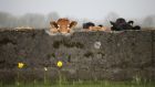 Cattle on the outskirts of Kilkenny. Photograph Nick Bradshaw for The Irish Times