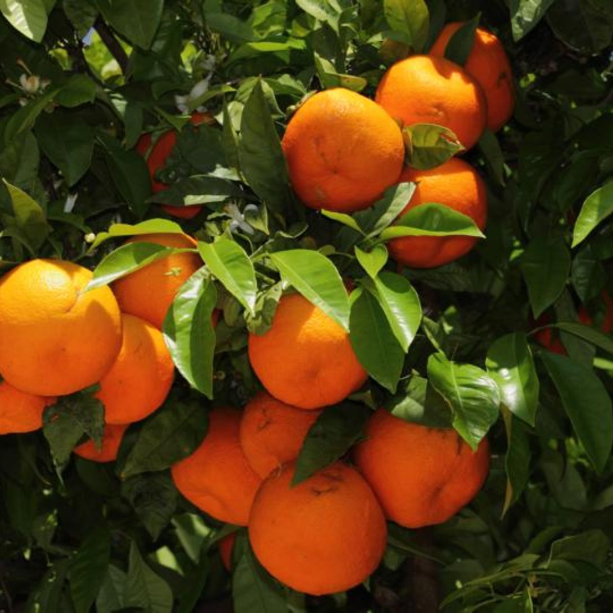 The Last Bitter Word About The Origins Of Seville Oranges
