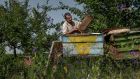 Grisa Muntean, the last remaining resident of Dobrusa,  Moldova, takes care of his bees. ‘When I work, I speak with the trees, with the birds, with the animals, with my tools. There is no one else to talk to.’ Photograph: Laetitia Vancon/The New York Times