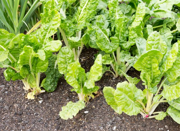 Any empty spaces recently freed up by freshly harvested crops can be filled with plants such as chard. Photograph: Getty Images