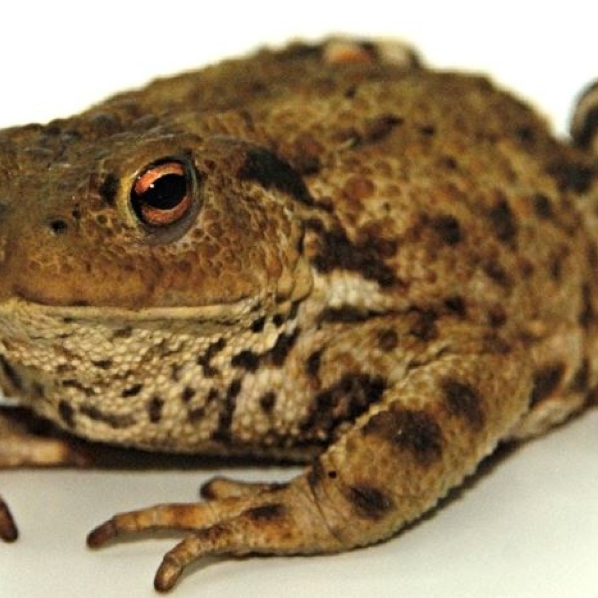 First Toad Captured In Garden In South Dublin Following Public Appeal