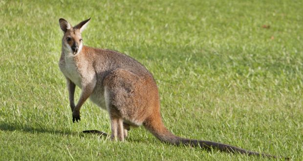 Wallabies is harmless and will live off vegetation including grass, leaves and tree bark, sanctuary owner says. Photograph: iStock 