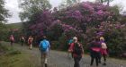 There is little doubt the Rhododendron Walking Festival is here to stay.