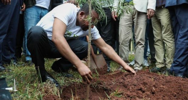 Public offices were reportedly been shut down in Ehtiopia to allow civil servants to take part in the tree planting. Photograph: Office of the prime minister of Ethiopia