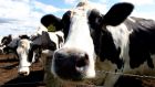 Holstein cows: Everybody needs to think carefully about their diets, experts say. Photograph: David Moir/Reuters