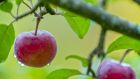 Consider drying fruit during abundant harvests