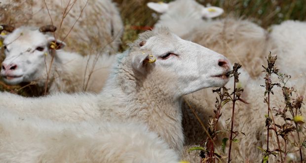 More than 140 sheep were burned alive during a fire on a Co Donegal farm at the weekend. File photograph: Fabrizio Bensch/Reuters. 