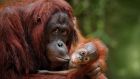Orang-utan mother with child in nature. Production of palm oil is a leading cause of the loss of half of the world’s orangutans.