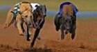 Mr Dollard said the “footprint” of the greyhound industry may have to change
