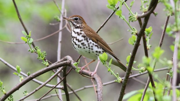 A wood thrush. The number of birds in the United States and Canada has fallen by 29 per cent since 1970. Photograph: Michael Parr, American Bird Conservancy via The New York Times
