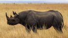 US authorities have been clamping down on smugglers who seek to profit from the huge price tags attached to endangered species such as rhinoceros in recent years. Photograph: iStock