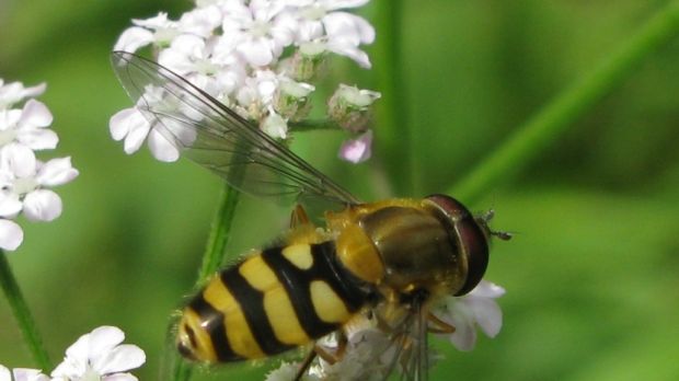 The hoverfly.