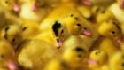 Banned in NYC: ducklings at Hudson Valley Foie Gras Farm in New York state. Photograph: Don Emmert/AFP via Getty