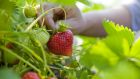 Sectors such as fruit picking are seen as the most likely beneficiaries of the proposed new system. Photograph: iStock