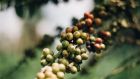 Coffee beans growing in Uganda. Photograph: Fionn McCann Photography