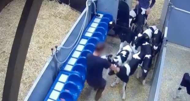 A video  released in May this year which shows Irish dairy calves being physically abused by workers at a control post in France after arriving from Ireland in March. Photograph: Screengrab from Association L214 video