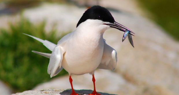 Roseate tern numbers improved thanks to a project that saw the Rockabill Island colony grow from 152 pairs in 1989 to 1,603 pairs in 2017. Photograph: Brian Burke