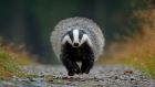 The scientific and farming consensus is that a ‘wildlife reservoir’ of infected badgers sustains TB. File photograph: Getty