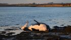  A killer whale that was washed up in Co Waterford. Photograph: Clare Scott