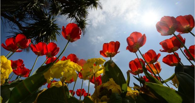 ‘My best, healthiest worry is about tulips. I can’t change the colour scheme as they are already planted and it doesn’t matter a jot anyway. But that’s the beauty of it.’ Photographer: Dara Mac Donaill 