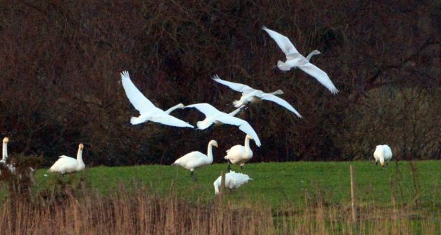  Migratory Whooper swans in North Wicklow in January 2015. File photograph: Cyril Byrne 