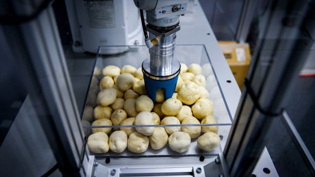 A robot picks an artificial potato at a Hokkaido Research Organisation facility in Sapporo, on Hokkaido. Photograph: New York Times