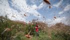  A man chases away a swarm of desert locusts in the bush near Enziu, Kitui County, Kenya, January 24th 2020. Photograph: Dai Kirokawa/EPA